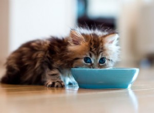 Proč vaše kočka šlape po podlaze po jídle