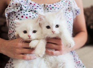 Proč jsou dvě koťata lepší než jedno