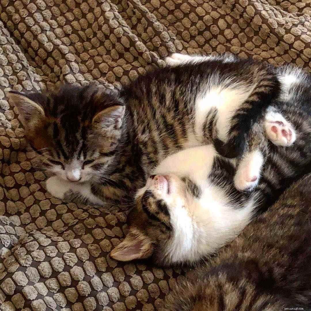 Waarom twee kittens beter zijn dan één