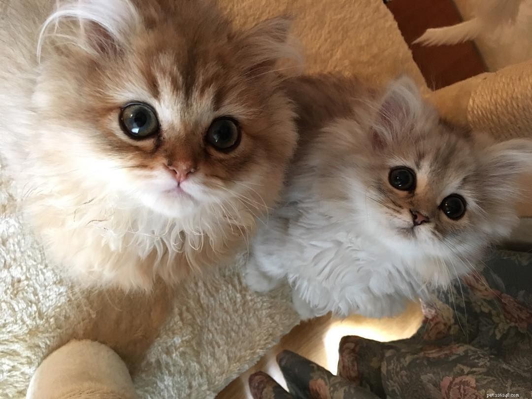 Waarom twee kittens beter zijn dan één