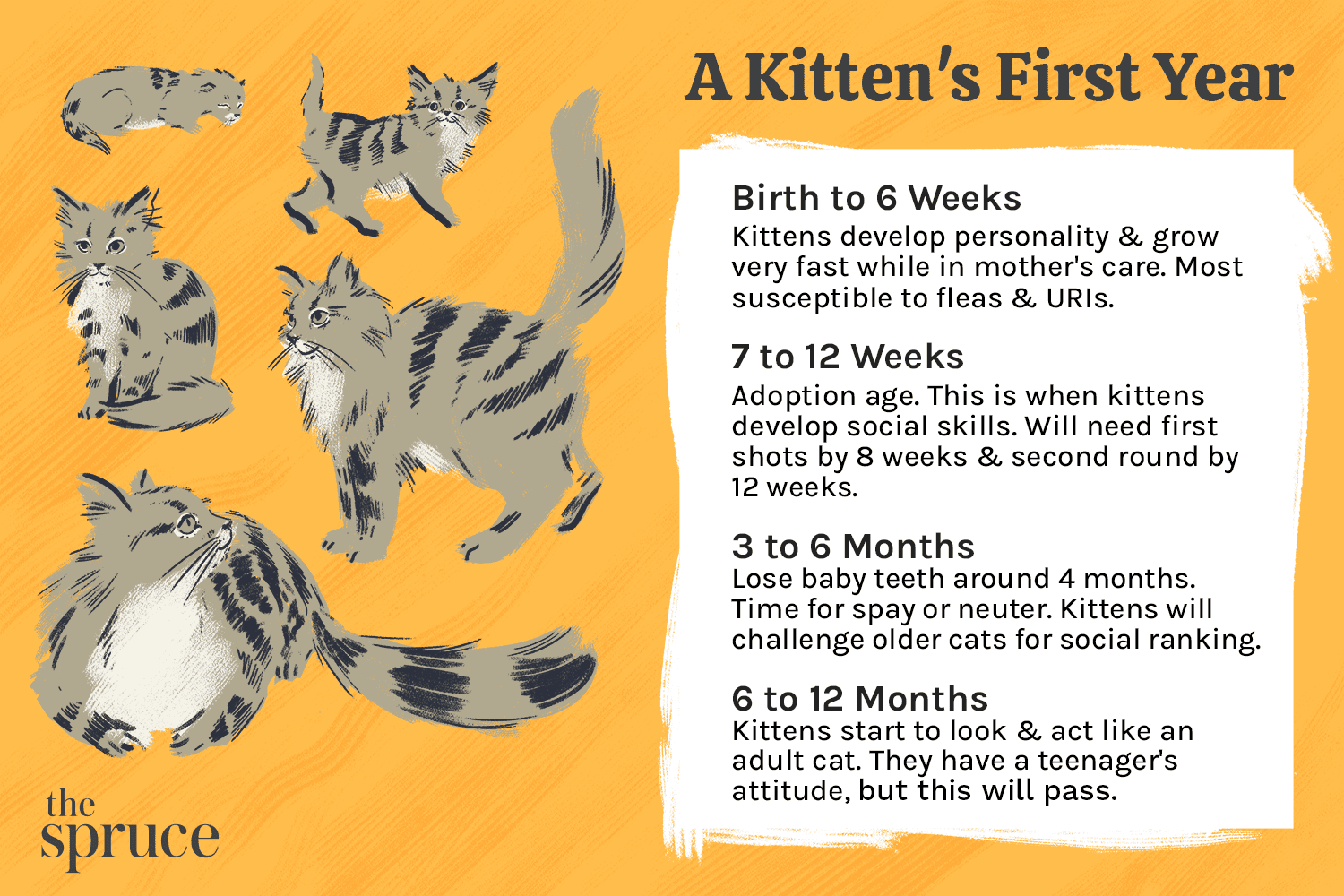 6ヶ月から1年までの子猫の発達 