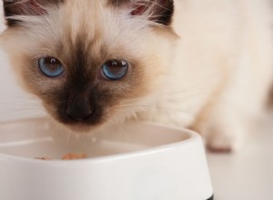 子猫に最適な食べ物を選ぶ 