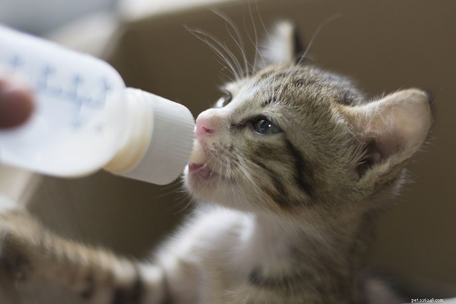 Voedingsschema voor kittens:hoeveel voer kittens nodig hebben
