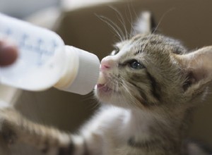 Voedingsschema voor kittens:hoeveel voer kittens nodig hebben