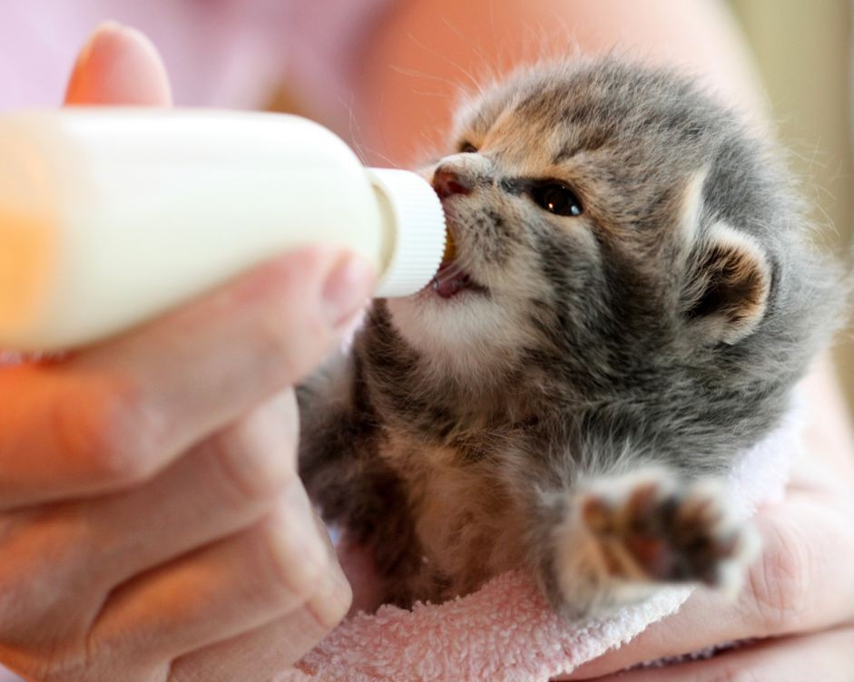 Receitas caseiras de leite para gatinhos