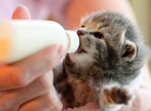 Zelfgemaakte recepten voor kittenmelk