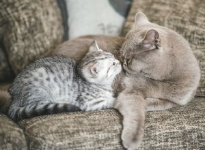 Jak zabránit kočce v odmítnutí nového kotěte