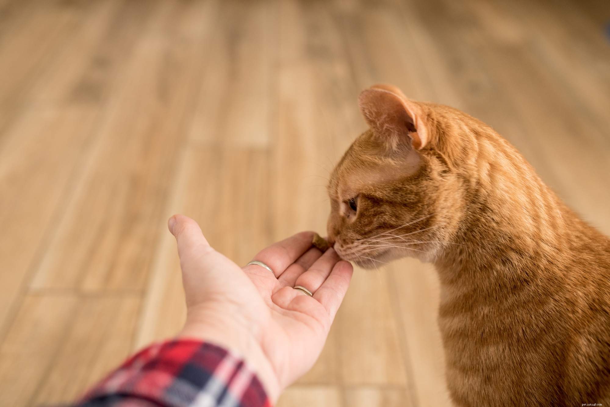 Как помешать вашей кошке отказаться от нового котенка