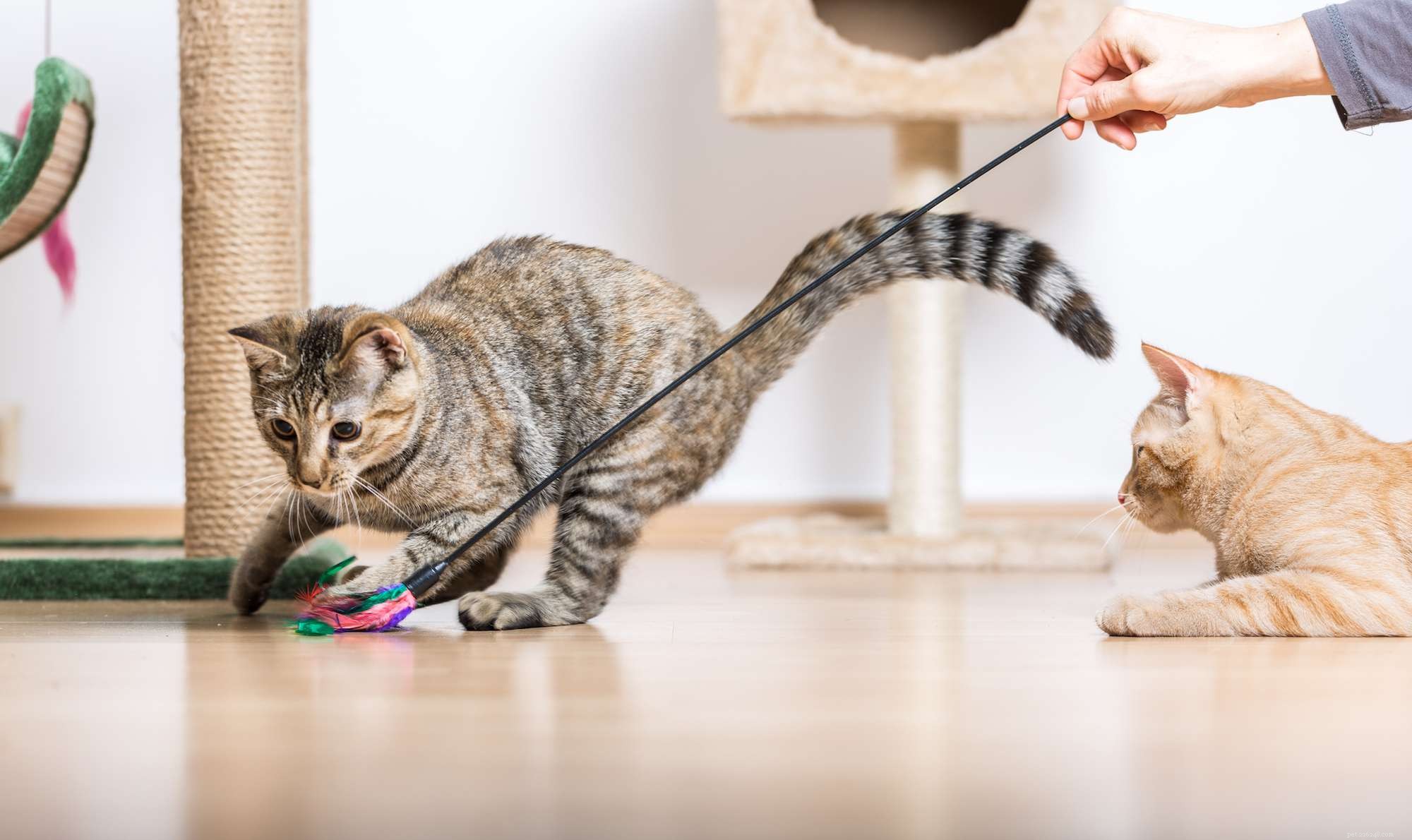 Hur du hindrar din katt från att avvisa en ny kattunge