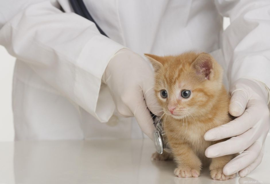 最初の獣医の訪問のためにあなたの子猫を準備する方法 