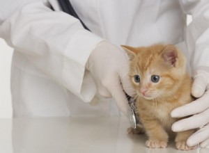 Jak připravit kotě na první návštěvu veterináře