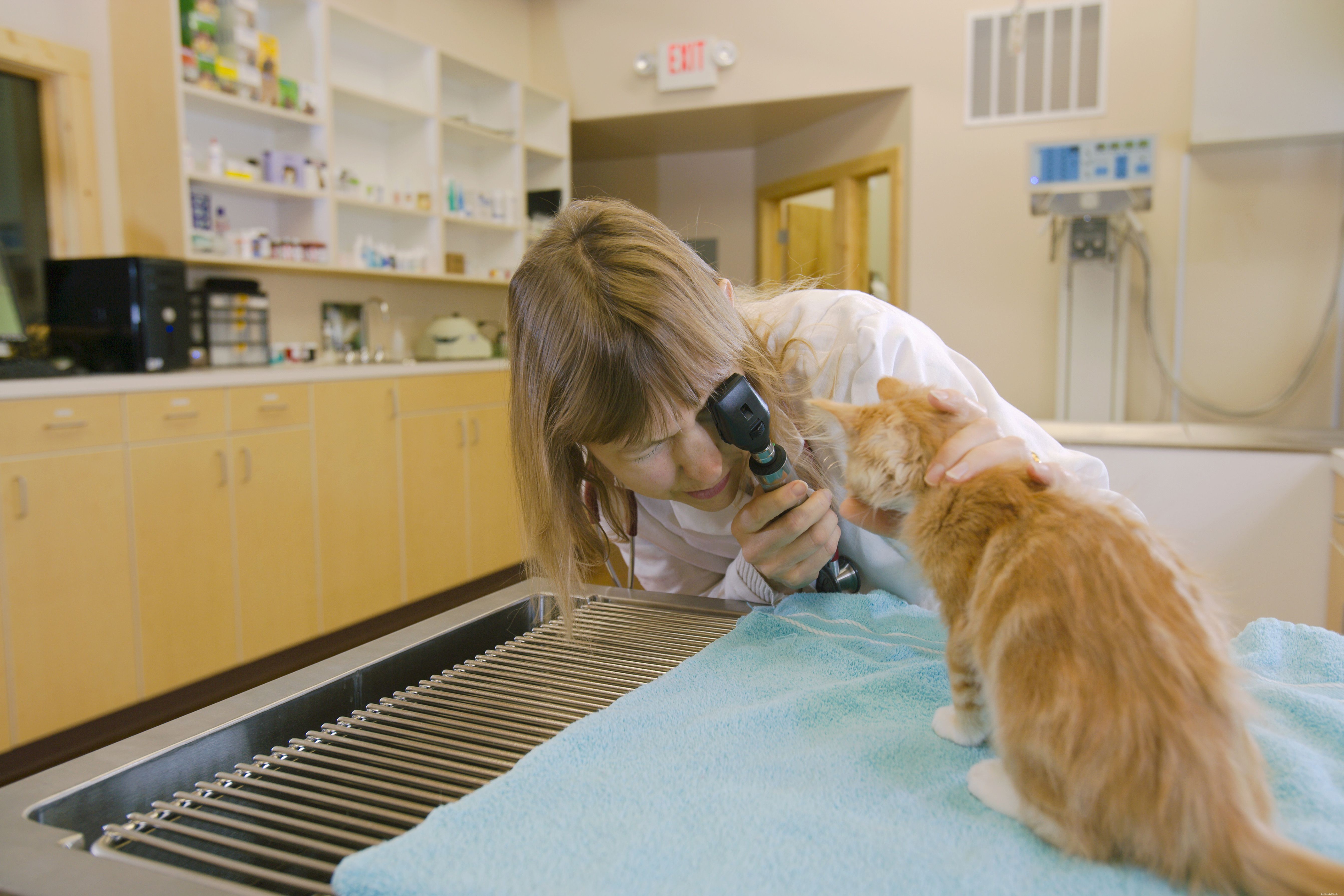 Как подготовить котенка к первому визиту к ветеринару