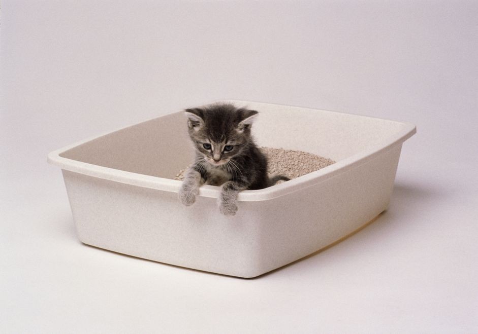 Diarré hos kattungar:orsaker, symtom och behandling