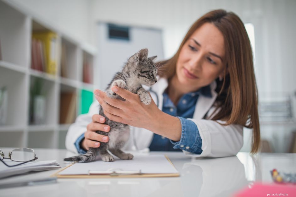 Dina kattungars första veterinärbesök