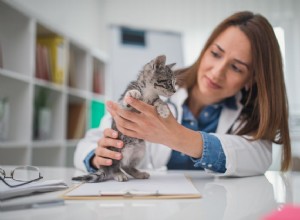 První návštěva veterináře vašich koťat