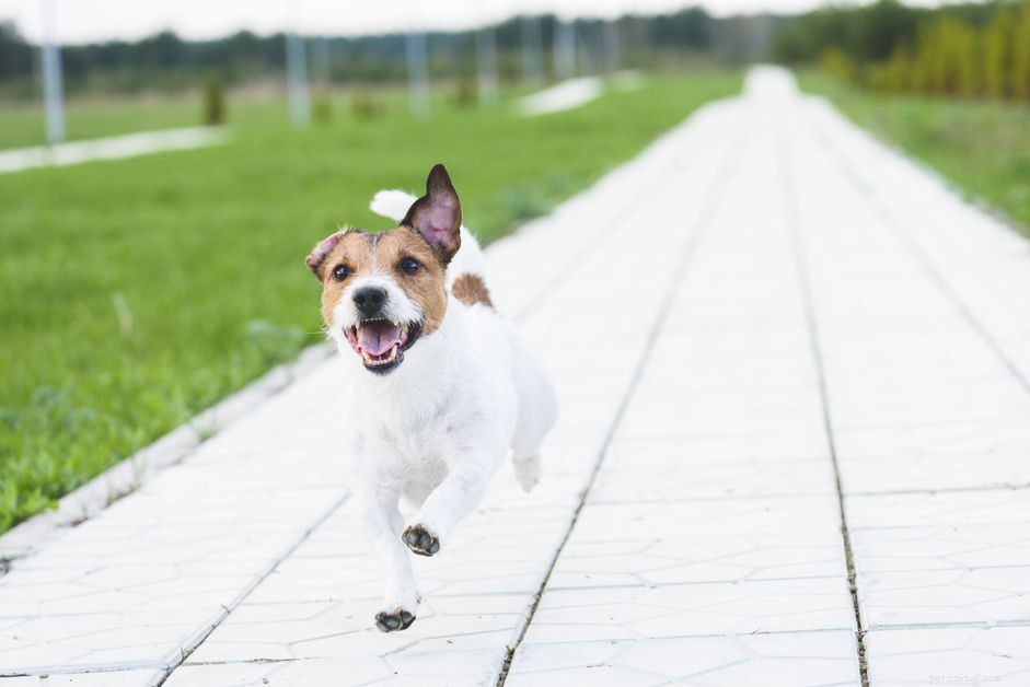 Anledningar till varför hundar springer iväg och hur man stoppar det
