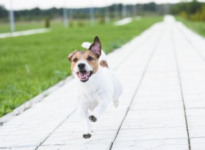 Důvody, proč psi utíkají, a jak tomu zabránit