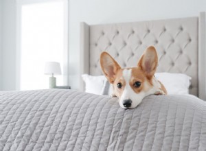 내 개가 내 침대에 오줌을 싸는 이유는 무엇입니까?