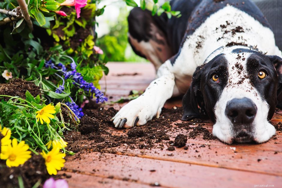 Почему собаки едят грязь?