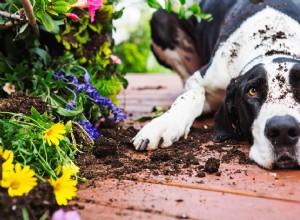 개가 흙을 먹는 이유는 무엇입니까?