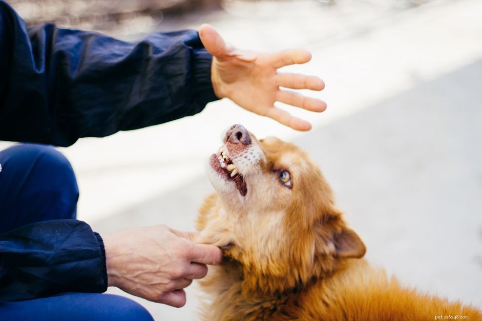 Hur du hindrar din hund från att bita