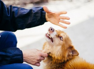 あなたの犬が噛むのを止める方法 