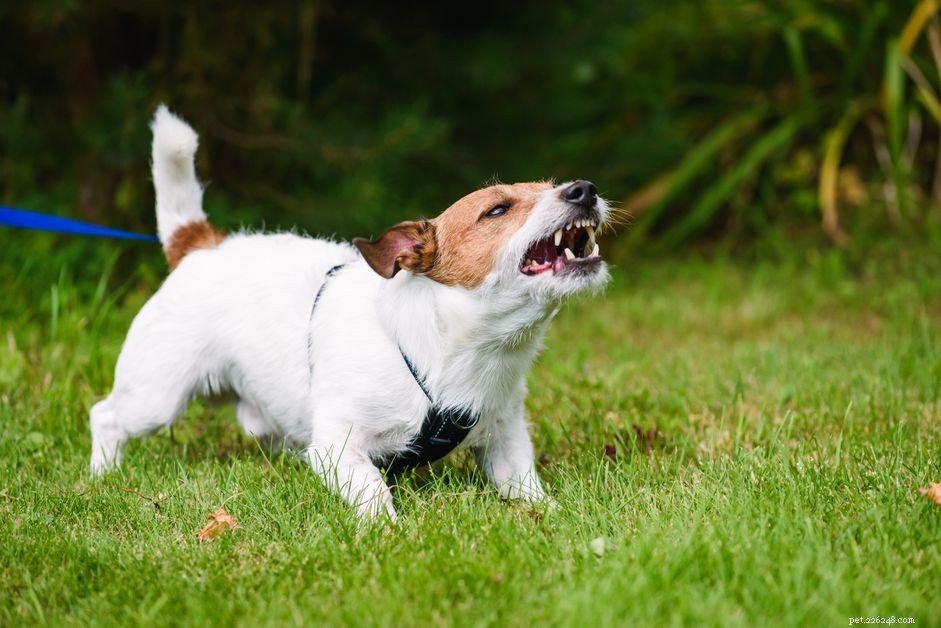 Como parar a agressão repentina em um cão
