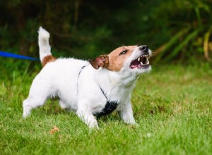 Как остановить внезапную агрессию у собаки