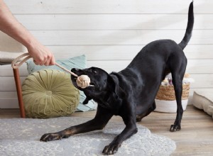 Как играть в перетягивание каната с собакой