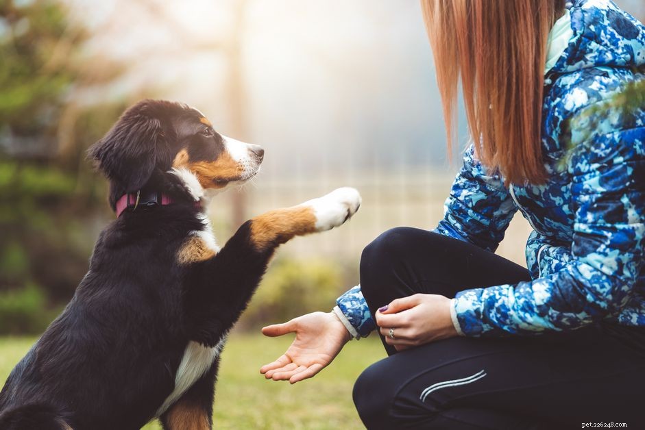 10 tips om u te helpen uw puppy te trainen