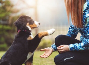 10 tipů, které vám pomohou vycvičit vaše štěně
