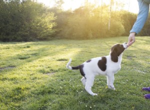 Comment dresser votre chien en séances