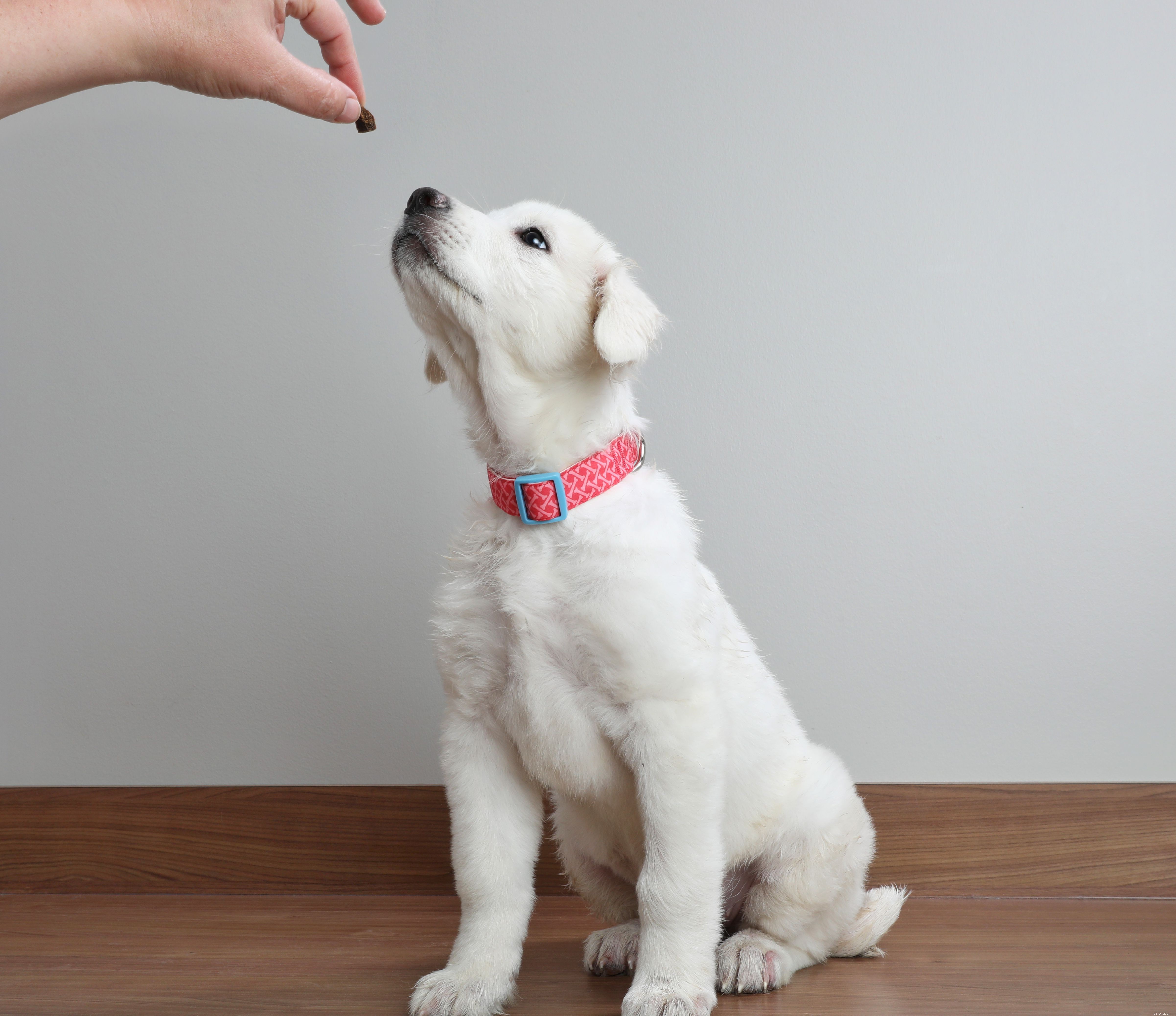 10 tipů, které vám pomohou vycvičit vaše štěně
