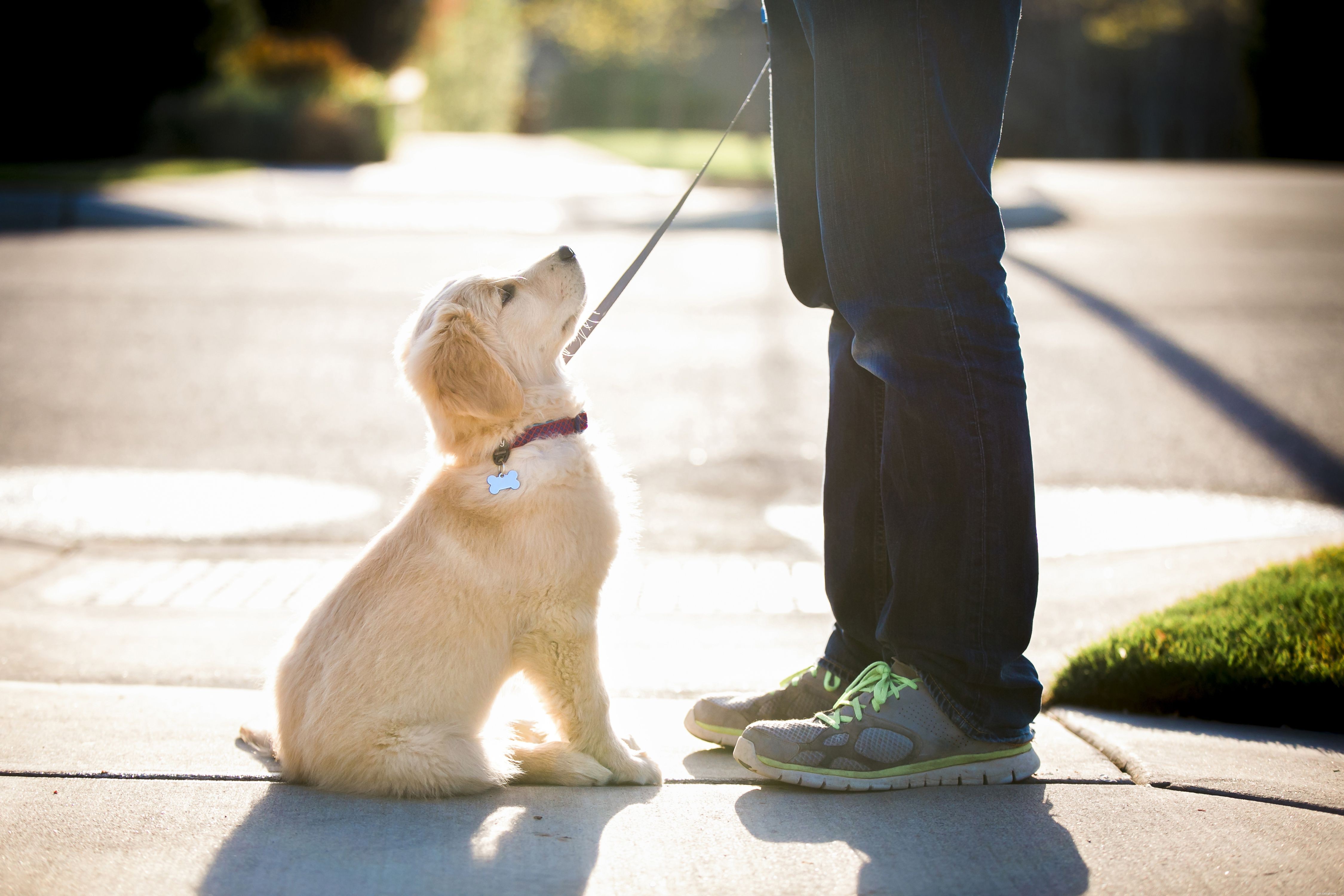10 советов, которые помогут вам дрессировать щенка