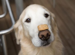 Comment éduquer votre chien avec des friandises