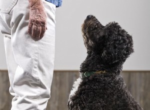 Comment entraîner votre chien à se concentrer sur vous