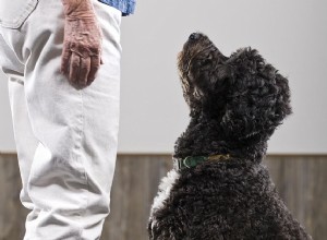 Hoe u uw hond traint om zich op u te concentreren