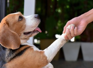 Comment utiliser le renforcement positif pour dresser votre chien