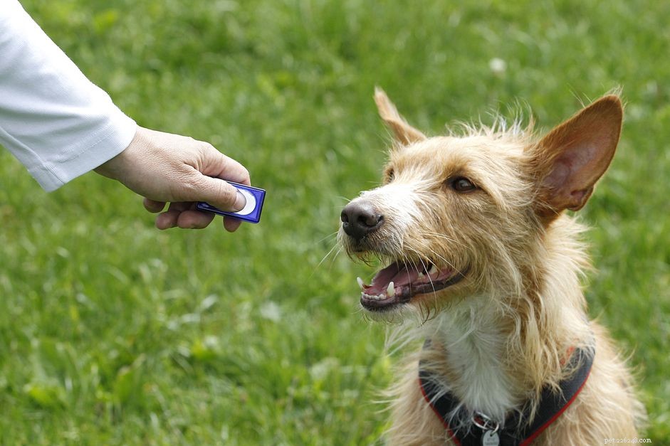 Hoe u uw hond traint met een clicker