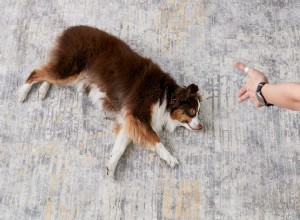 Hoe u uw hond kunt trainen om dood te spelen