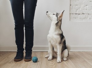 10 erreurs courantes de dressage de chiens
