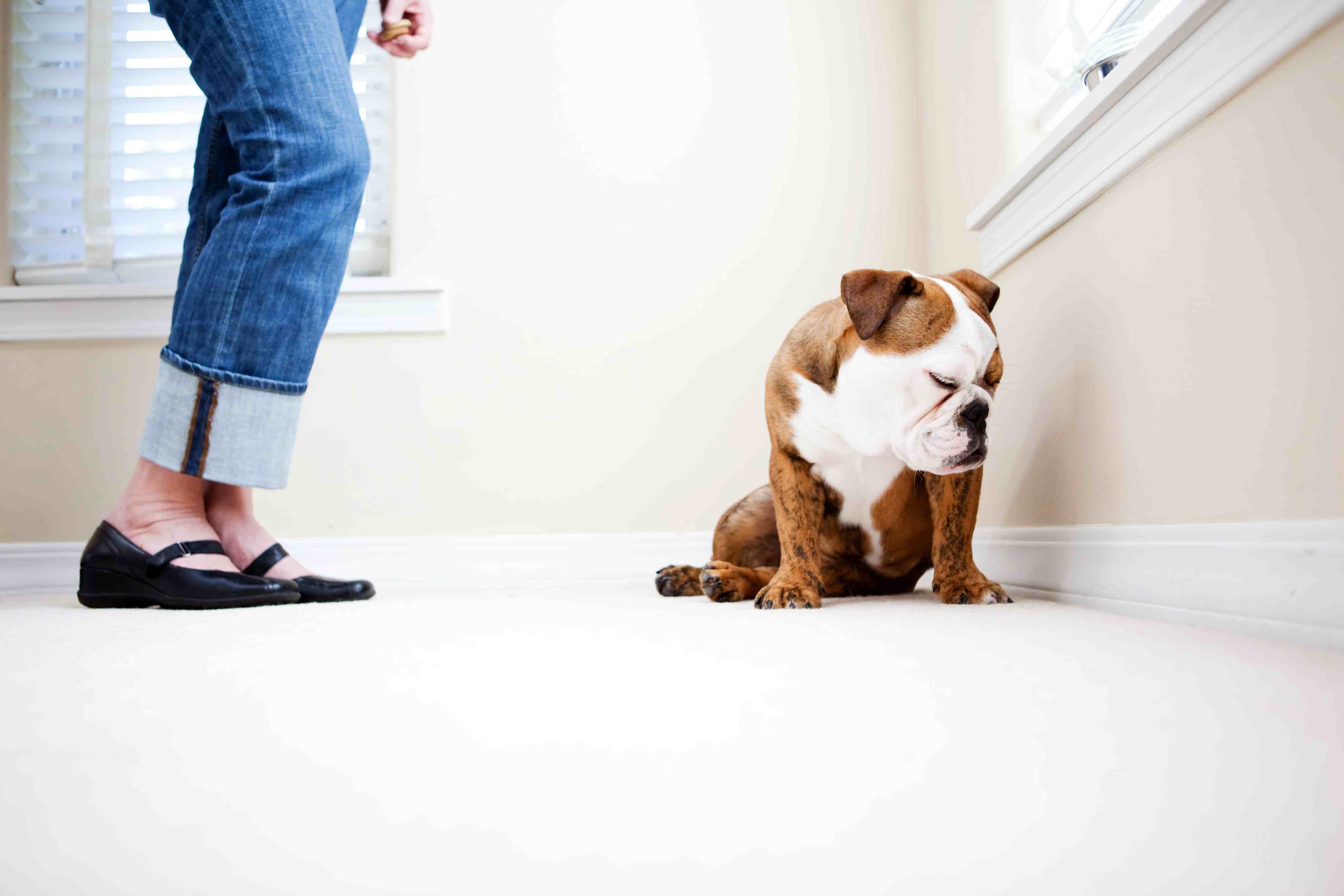 10 vanliga misstag i hundträning