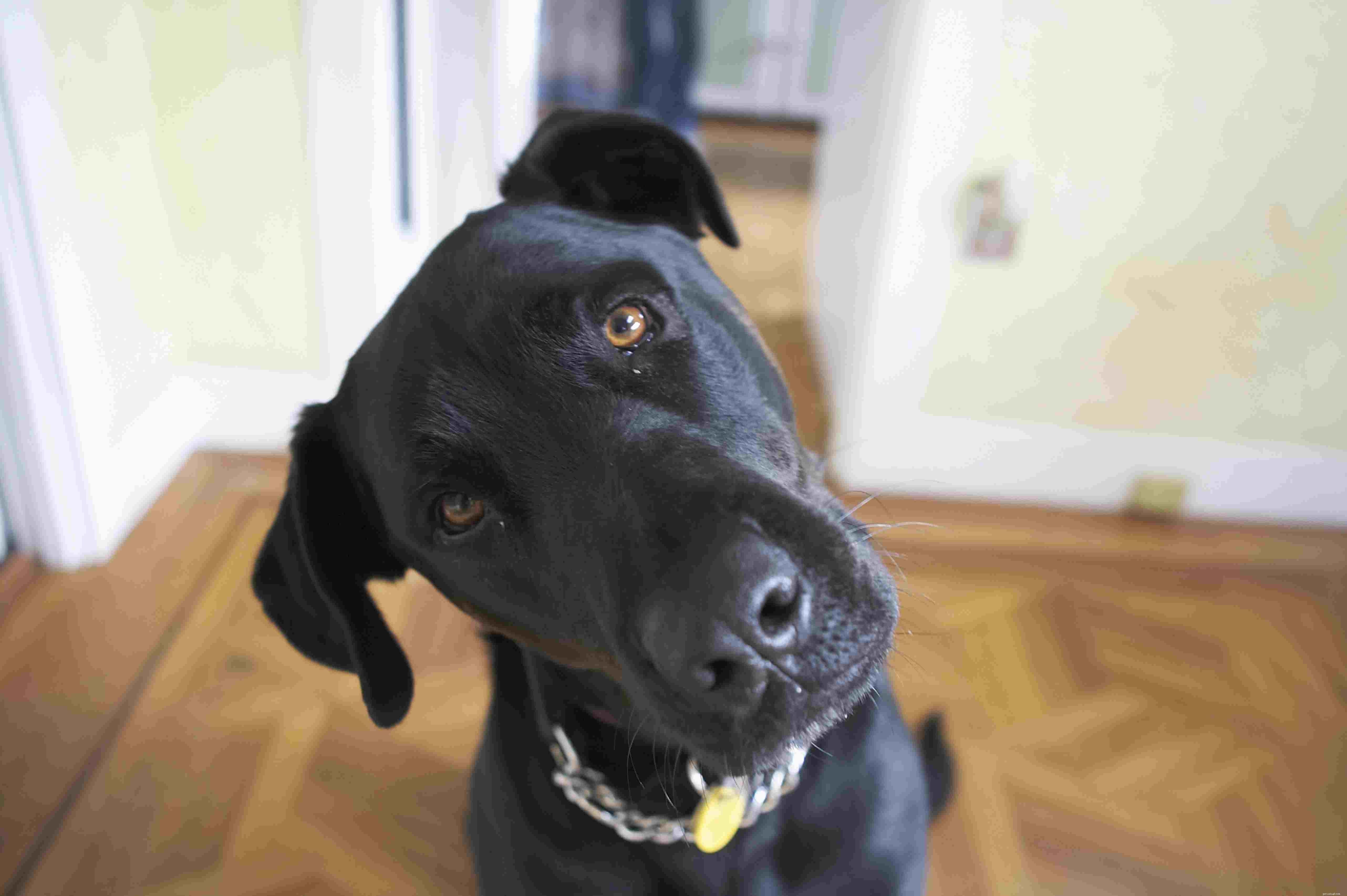 10 erros comuns no treinamento de cães