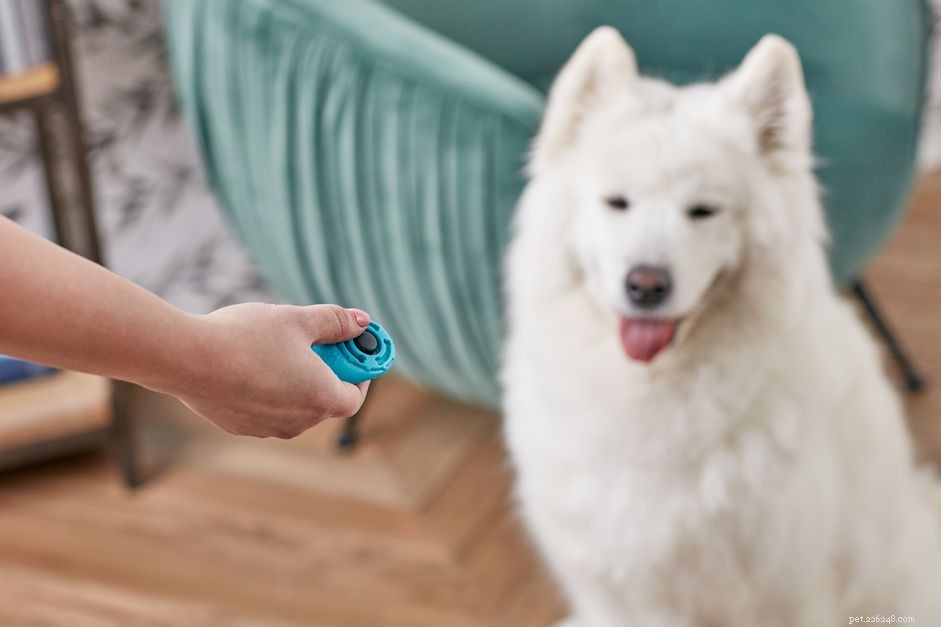 Come addestrare il tuo cane con il clicker 