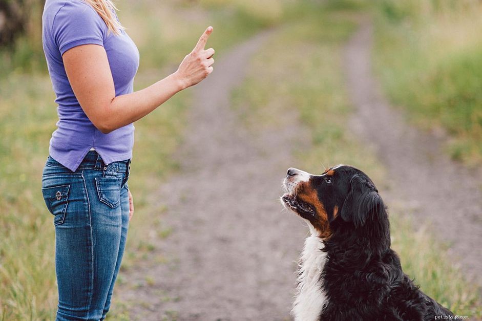 Treinando seu cão com sinais manuais