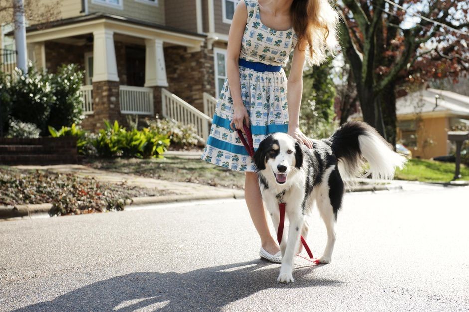 Jak naučit svého psa chodit na volném vodítku