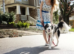 Comment apprendre à votre chien à marcher en laisse lâche