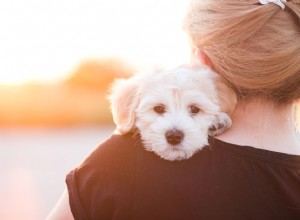 Jaké jsou příznaky strachu u psů?