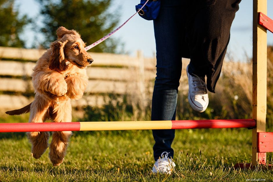 敏捷性スポーツであなたの犬を訓練する方法 