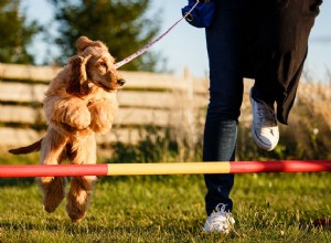 Jak vycvičit svého psa v agility sportech